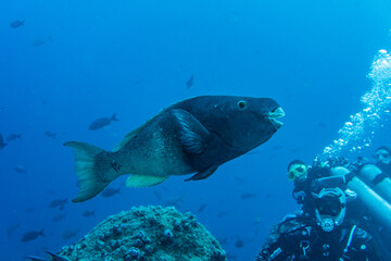 bright and colorful sea fish in shallow water in natural conditions