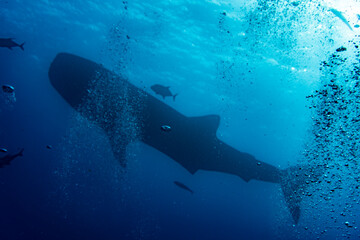 a large whale shark swims near the surface of the water in the warm Galapagos currents