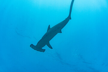 hammerhead sharks in warm currents in the Galapagos Islands