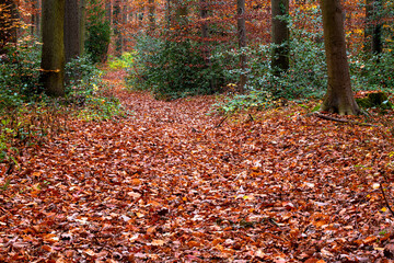 leuchtendes braunes Laub im Herbstwald