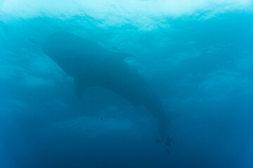 Fototapeta premium a large whale shark swims near the surface of the water in the warm Galapagos currents