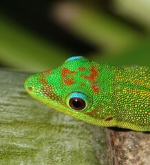 Lézard vert de Manapany sur l'île de la Réunion