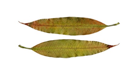 Fototapeta premium leaf isolated on white background