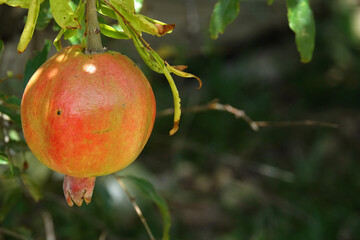 Gros plan sur une grenade, fruit du grenadier