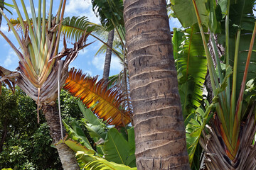 Gros plan sur l'arbre du voyageur sur l'île de la Réunion