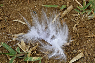 Gros plan sur une petite plume blanche 