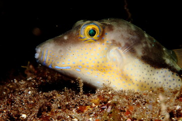 Small fish in their habitat: the sand