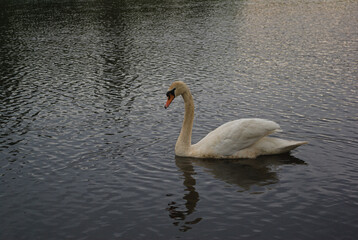 swan 