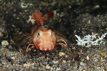 reddish fish on the sand at the bottom of the sea at night