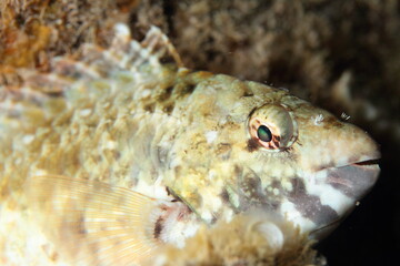 Fish observing attentively during the night on a night dive