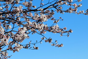 桜と青空
