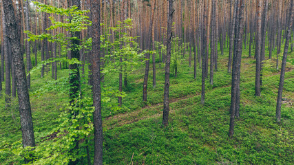 Naklejka premium Wald
