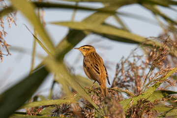 Aquatic warbler (Acrocephalus paludicola) in reeds in different poses 