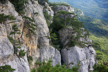 Obraz premium Beautiful landscape with pine trees on the rocks of Crimea