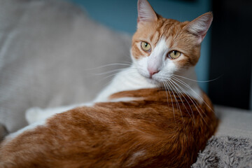 brown and white cat with yellow eyes close up