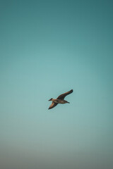 Seagull by the sea