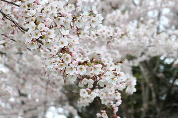 白い桜