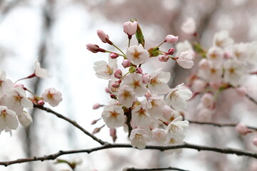白い桜
