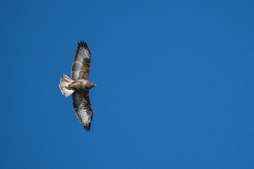 Buzzard (Buteo buteo) hunting in flight against the blue sky 