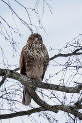 Buzzard (Buteo buteo) perched on a tree branch and looking around 
