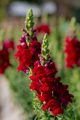 Selective focus of red Snapdragon flowers in the garden with green leaves, Antirrhinum majus is a species of flowering plant belonging to the genus Antirrhinum, Nature floral background.