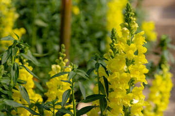 Selective focus of yellow Snapdragon flowers in the garden with green leaves, Antirrhinum majus is a species of flowering plant belonging to the genus Antirrhinum, Nature floral background.