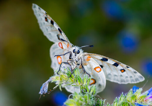 Der Rote Apollo oder Apollofalter (Parnassius apollo)