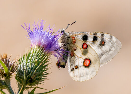 Der Rote Apollo oder Apollofalter (Parnassius apollo)