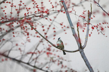 Chinese bulbul bird，Stay on the branches