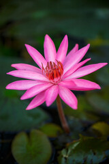 Fototapeta premium Red lotus