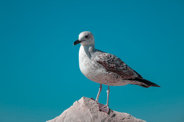 Seagull by the sea