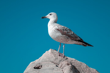 Seagull by the sea