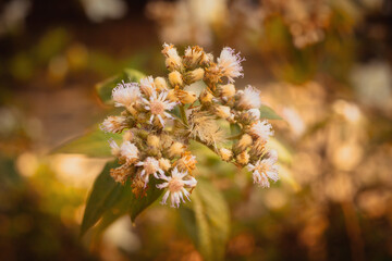 flowers in the forest