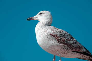 Seagull by the sea