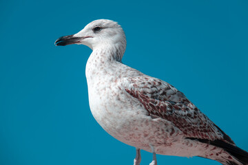 Seagull by the sea