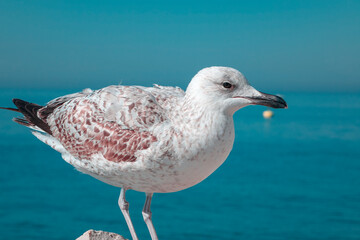 Seagull by the sea