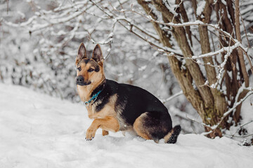 German Sheperd dog winter snow