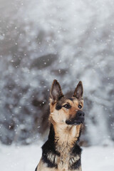 German Sheperd dog winter snow