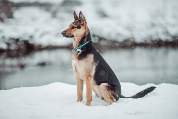 German Sheperd dog winter snow