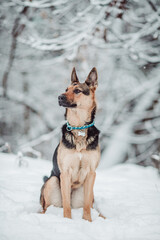 German Sheperd dog winter snow