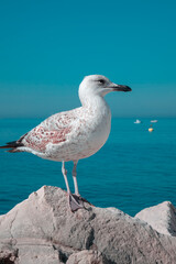 Seagull by the sea