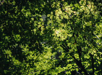 Fototapeta na wymiar green ivy leaves