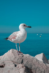 Seagull by the sea