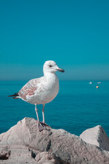 Seagull by the sea