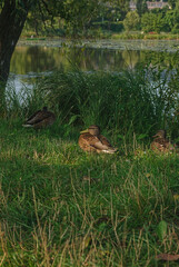 ducke 