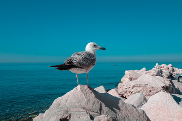 Seagull by the sea