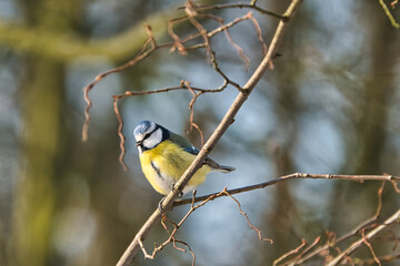 one blue tit on a tree in the winter , cold and sunny day with no people