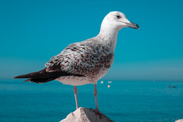 Seagull by the sea
