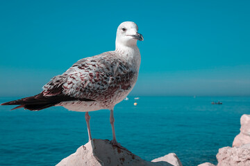 Seagull by the sea