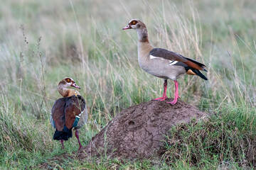 Nilgans Pärchen